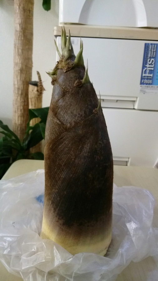 20160421戴き物のたけのこ